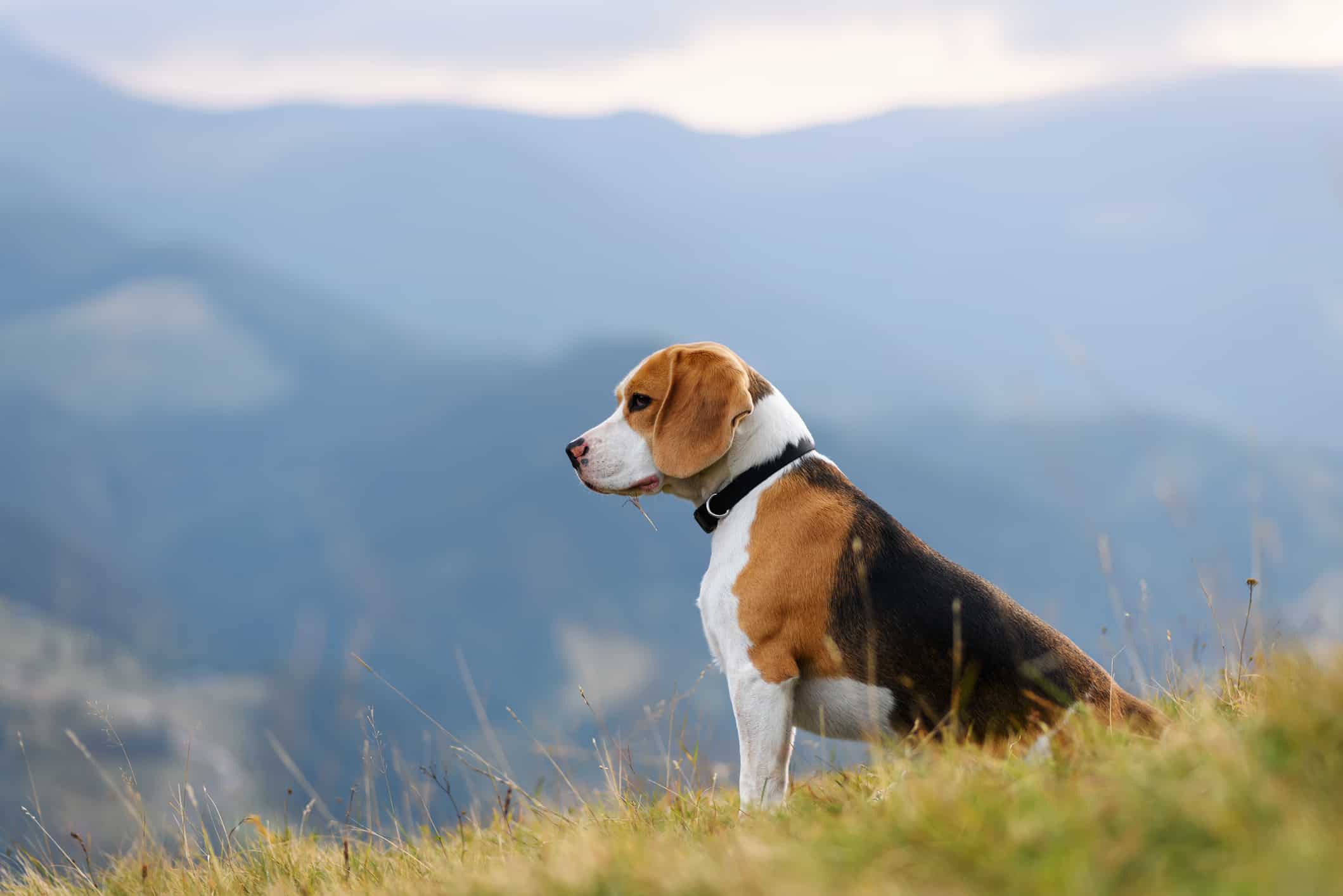 cách chăm sóc chó beagle