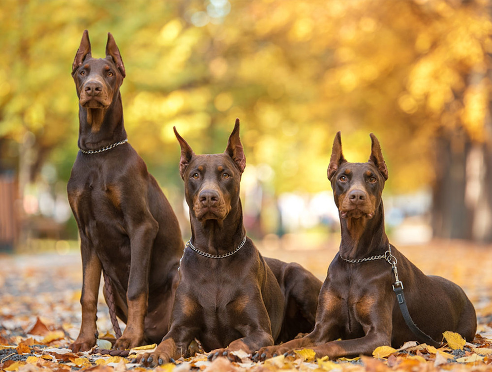 cách chọn mua chó doberman