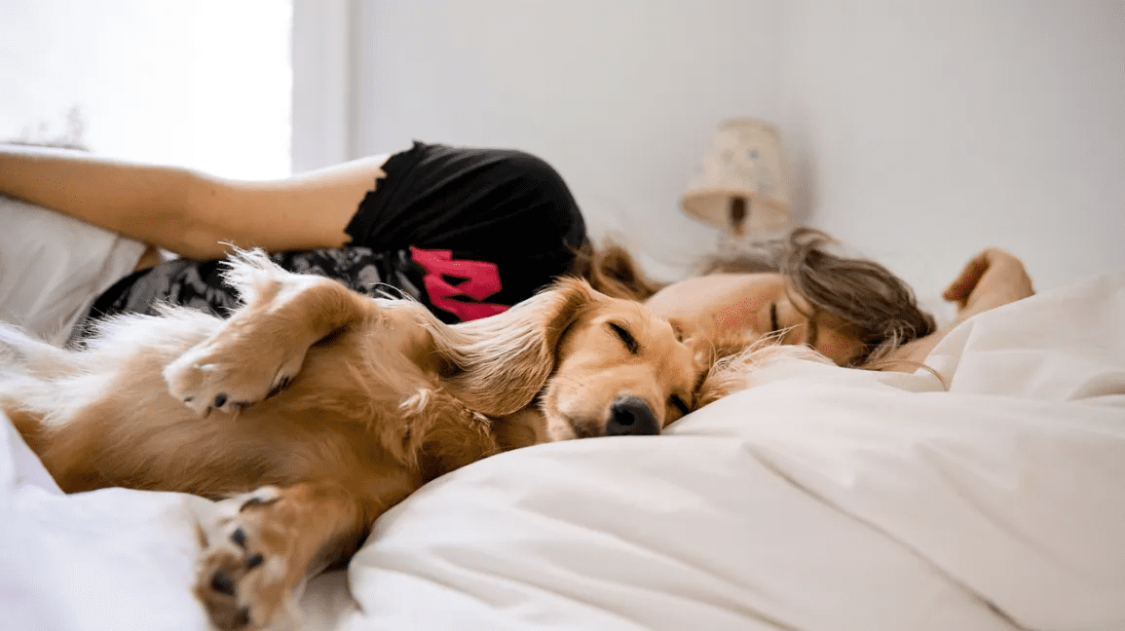 cách giúp chó ngủ ngon hơn