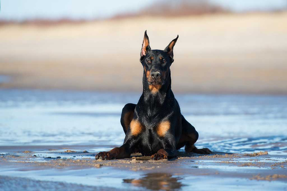 cách nuôi chó doberman