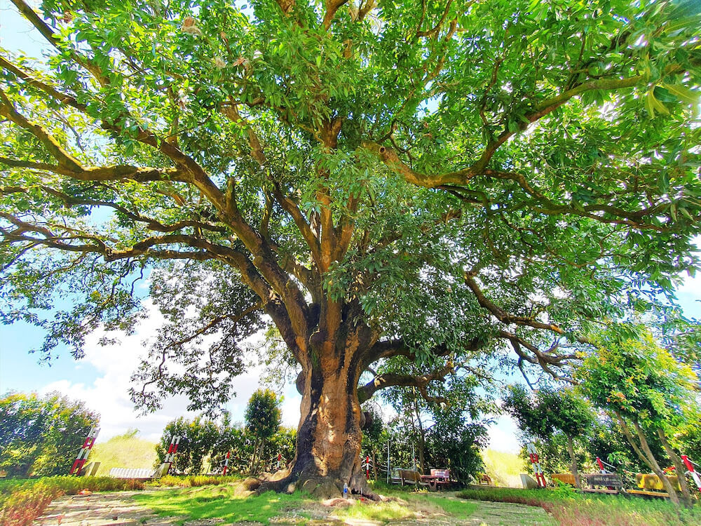 Chiêm ngưỡng hình ảnh uy nghi của cây xoài cổ thụ hơn 300 năm tuổi