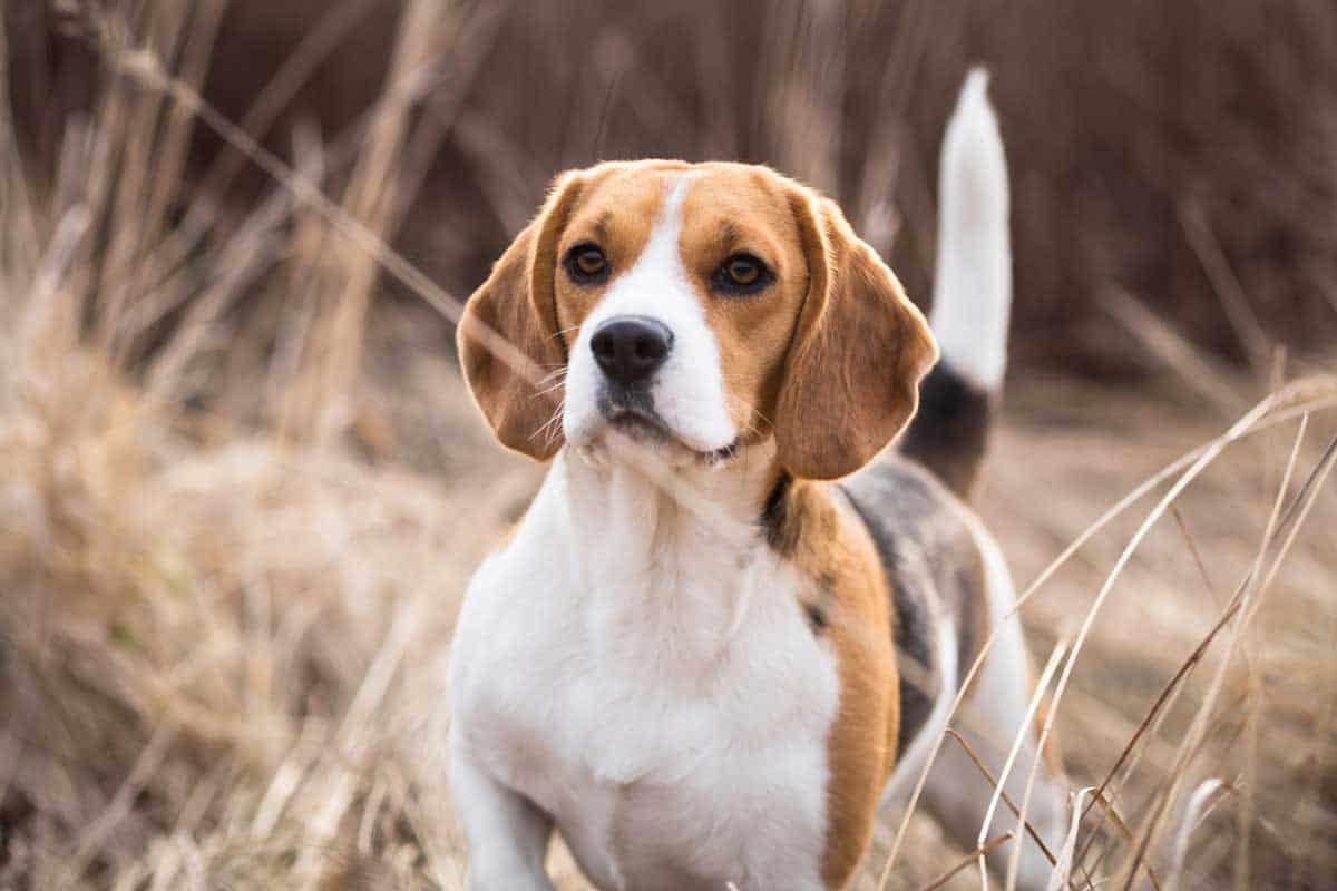 chăm sóc chó beagle