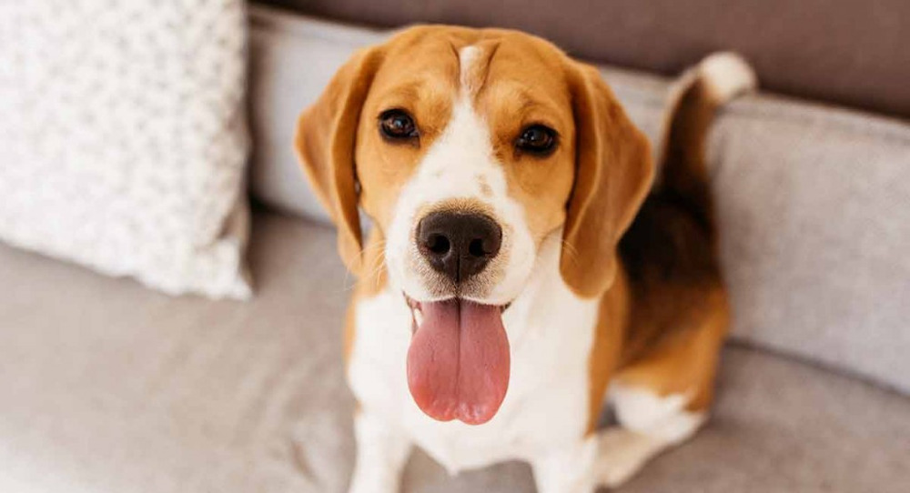 Những chú chó Beagle có đôi tai to rất đáng yêu