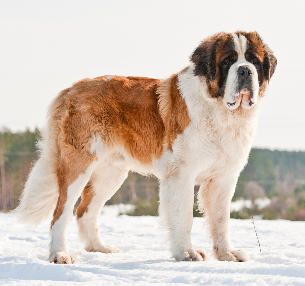 Mặc dù có thân hình khổng lồ nhưng St. Bernard có khả năng di chuyển linh hoạt