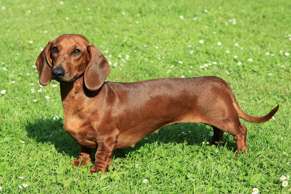 Chó Dachshund hay còn được biết đến với cái tên thuần Việt chó lạp xưởng