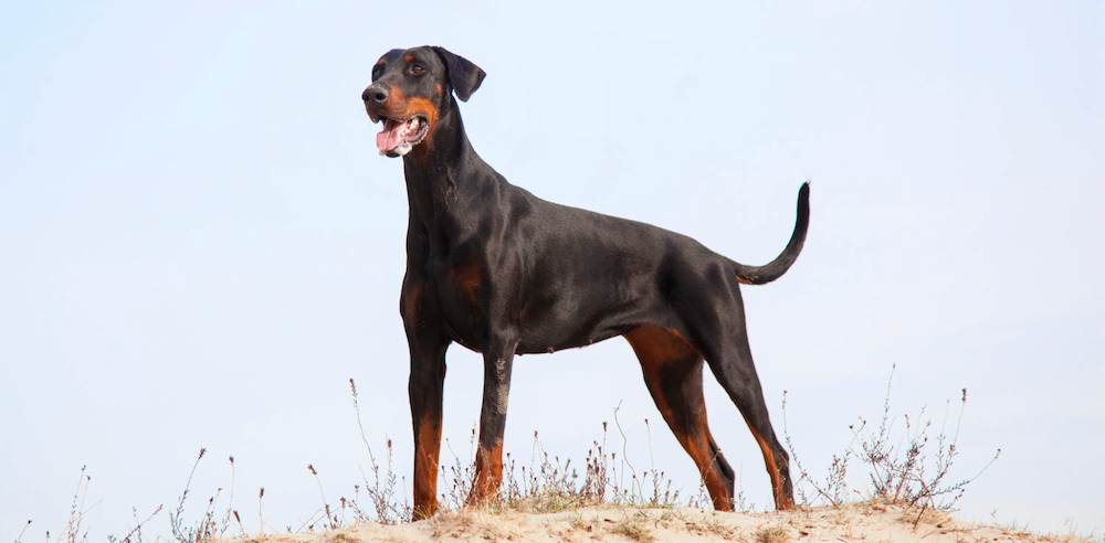 chó doberman là chó gì