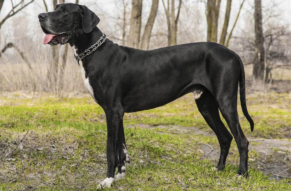 Chó Great Dane  rất thông minh, dũng mãnh nên được sử dụng để đi săn và bảo vệ gia đình.
