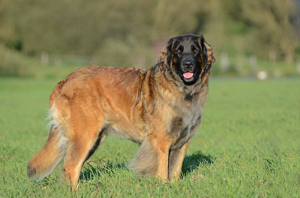 Sở dĩ cái tên của chó Leonberger xuất phát từ thành phố Leonberg ở Baden-Württemberg (Đức)