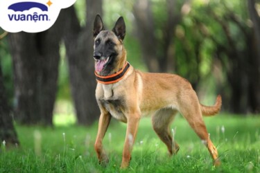 chó malinois