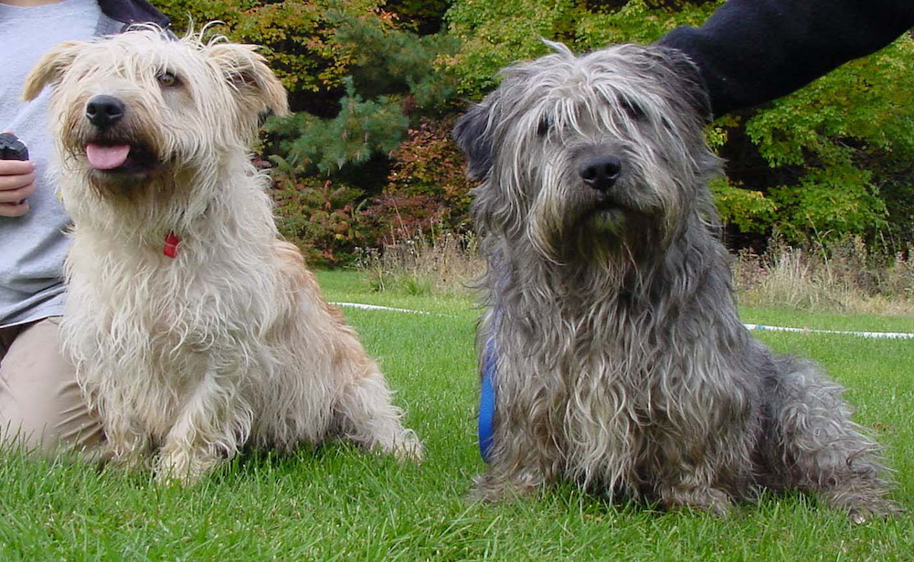 Chó săn Ailen hay chó Irish wolfhound có vẻ ngoài khá lớn và… nhếch nhác