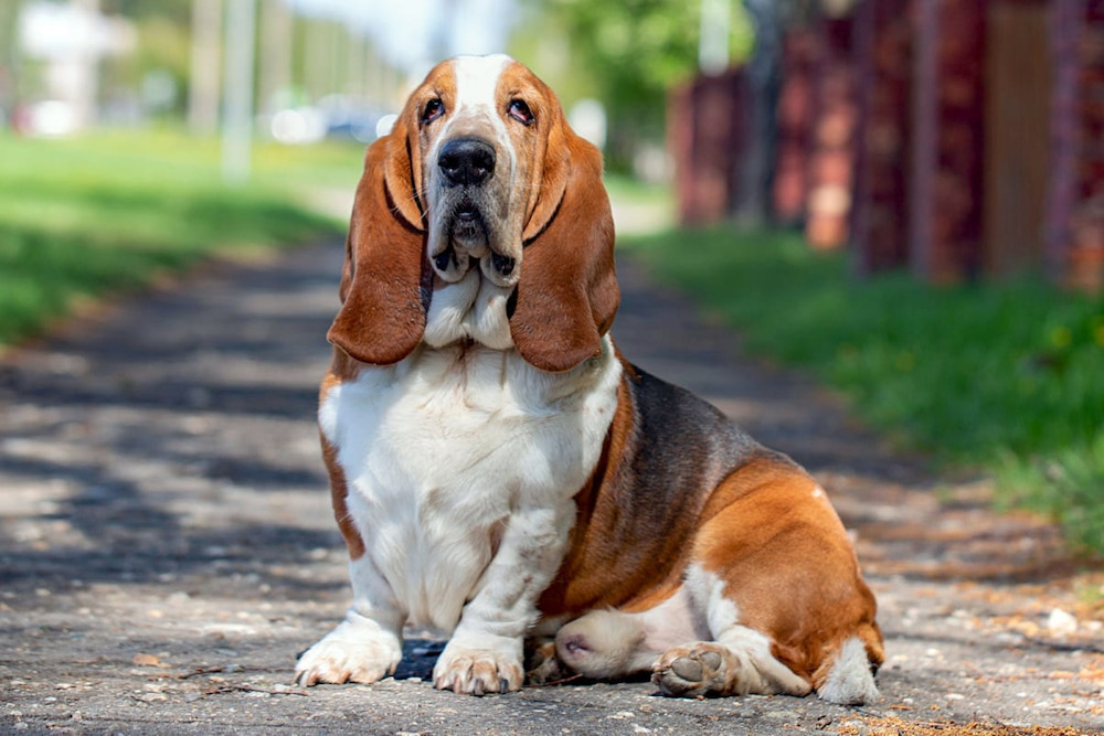 chú chó săn Basset hound