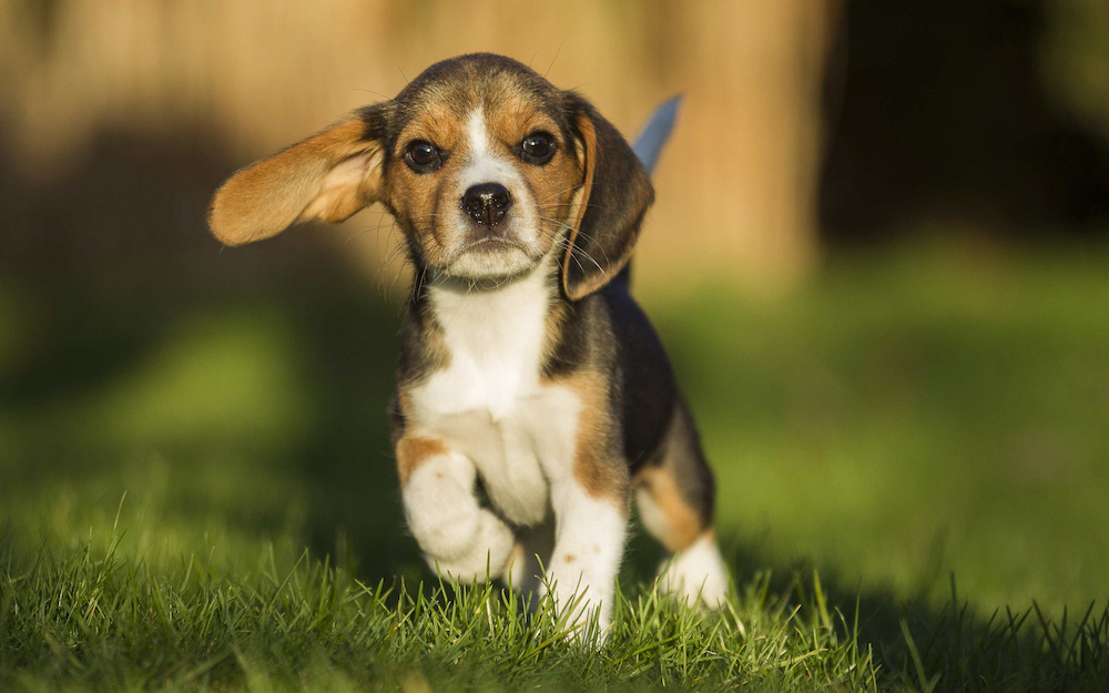 Beagle được xem là giống chó săn thông minh, thân thiện, dễ mến và vui vẻ