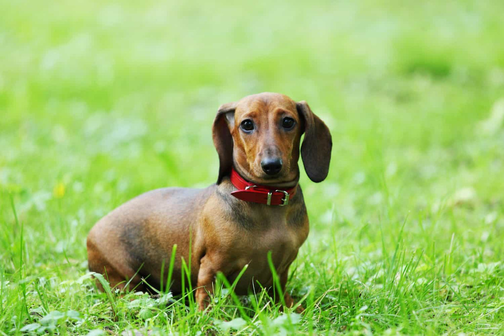 Chó săn Dachshund