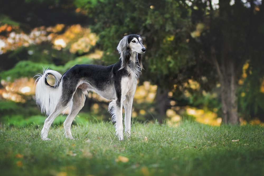 Chó Saluki gầy gò và mỏng manh nhưng thể lực lại rất tốt, tốc độ cao và thích vận động