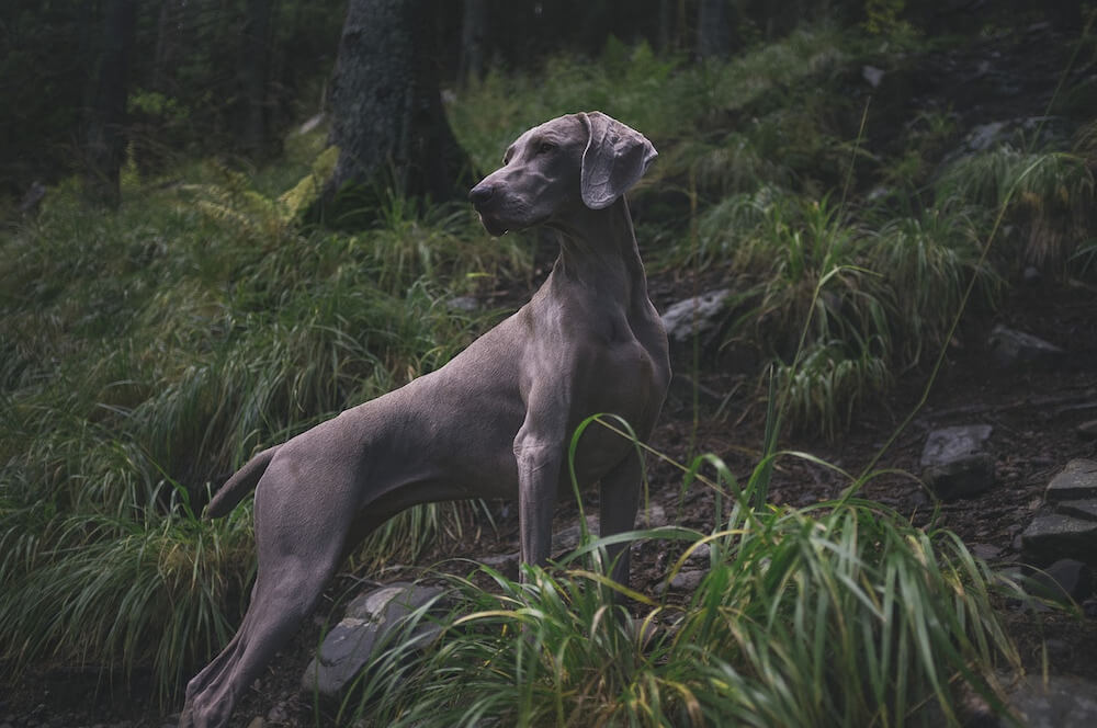 Weimaraner - Giống chó săn thú với tốc độ cực nhanh