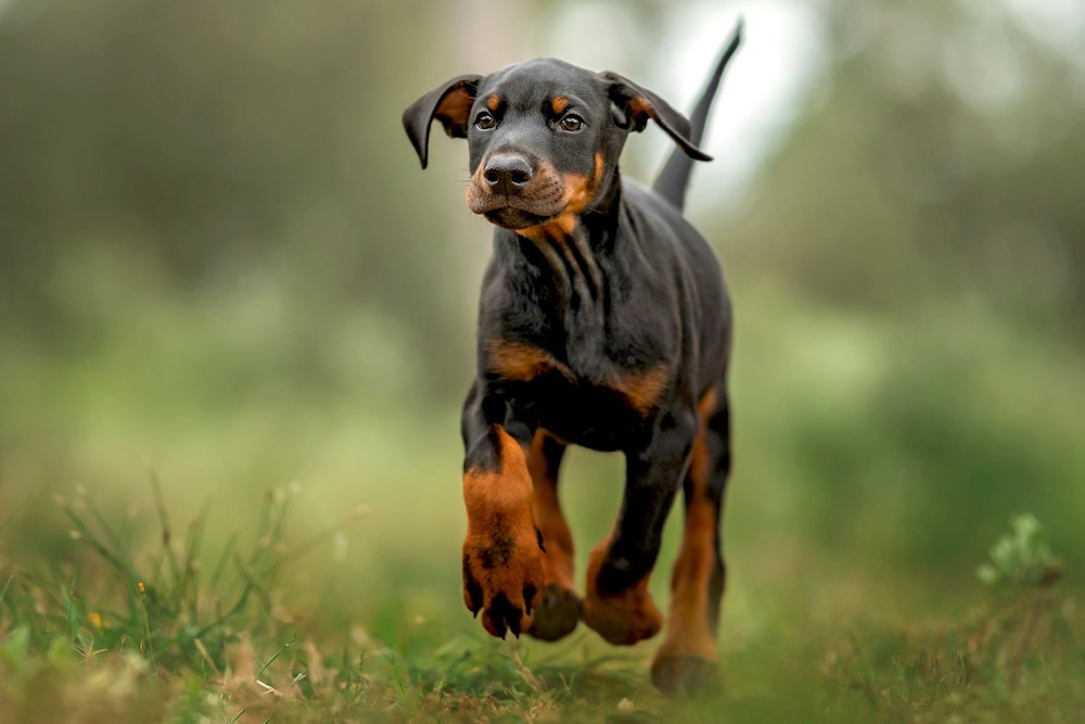 đặc điểm chó doberman