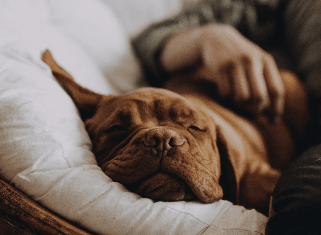 điều gì làm ảnh hưởng đến giấc ngủ của chó