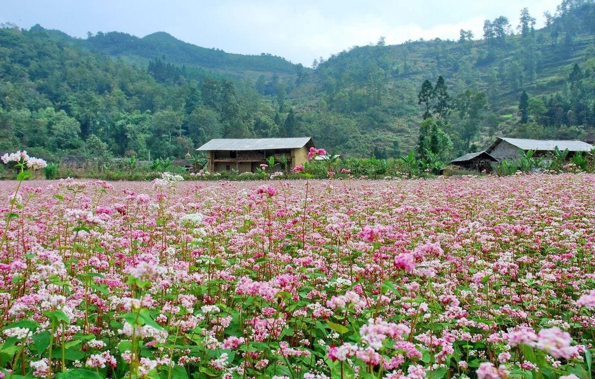 du lịch mộc châu địa điểm 