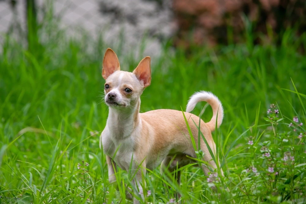 giá bán chó chihuahua