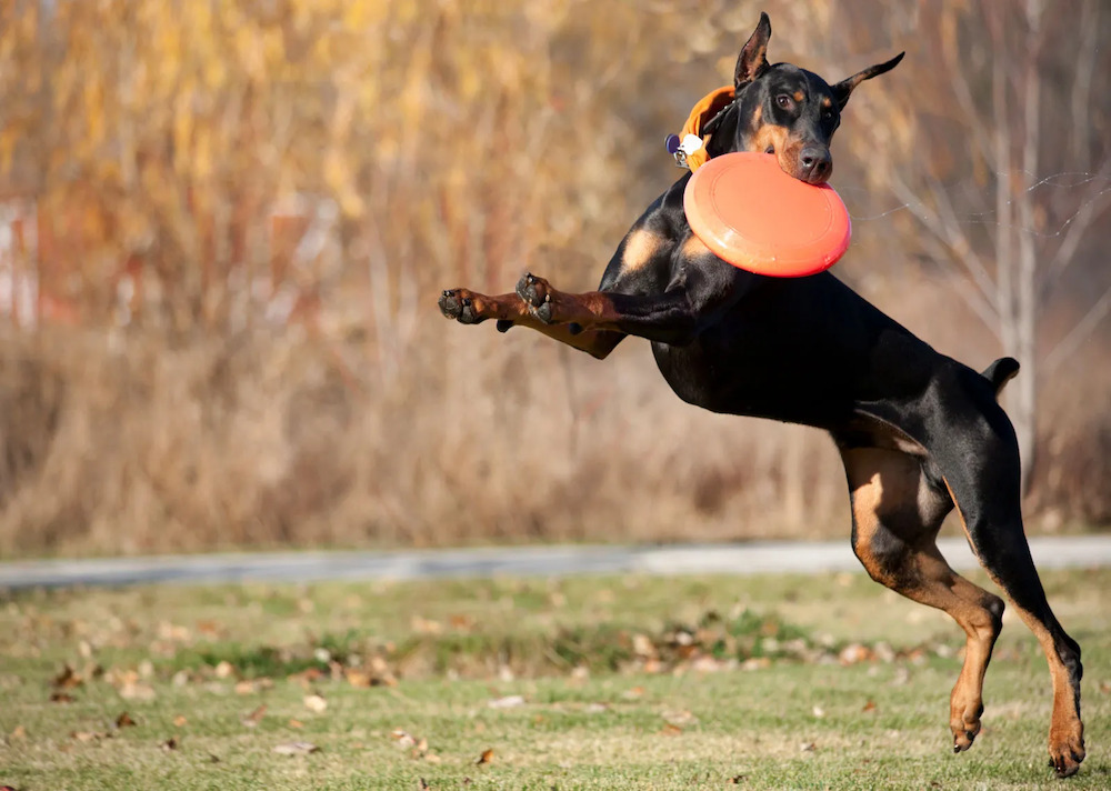 giá chó doberman