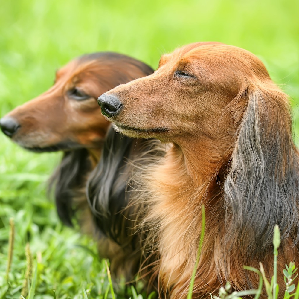 Giống chó Dachshund lông dài rất quấn chủ nhân