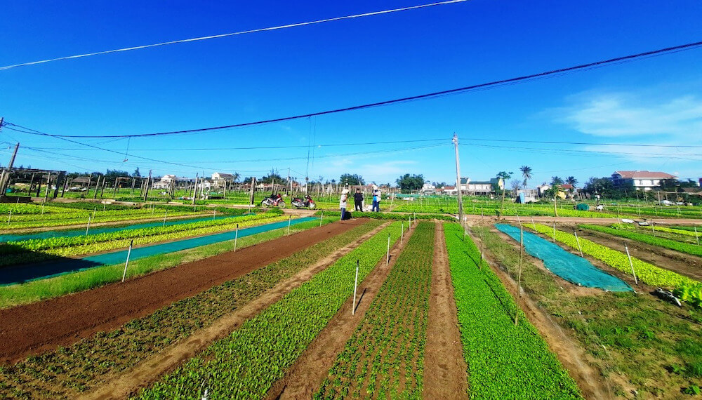 Khung cảnh làng rau Trà Quế