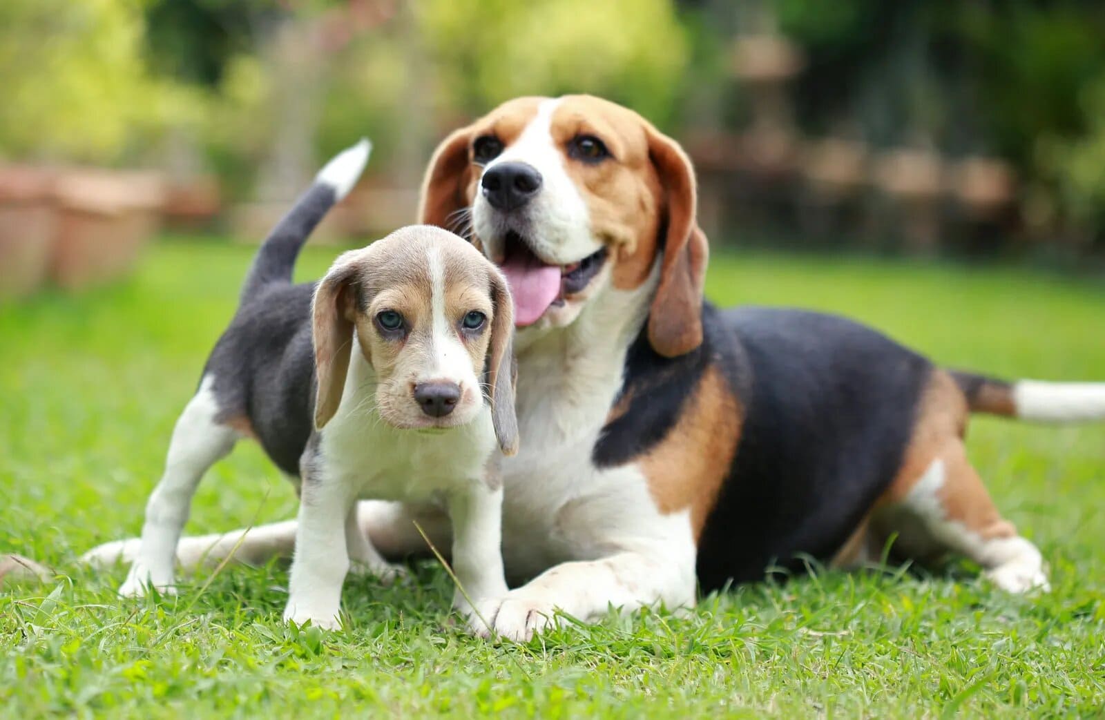 ngoại hình chó beagle