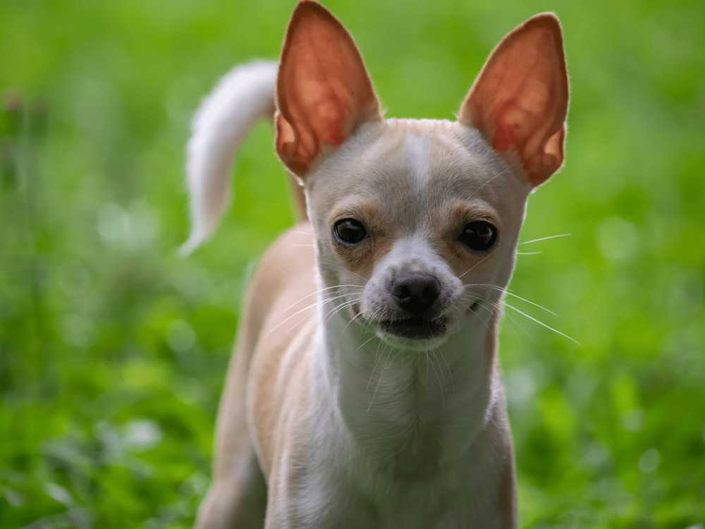 ngoại hình chó chihuahua