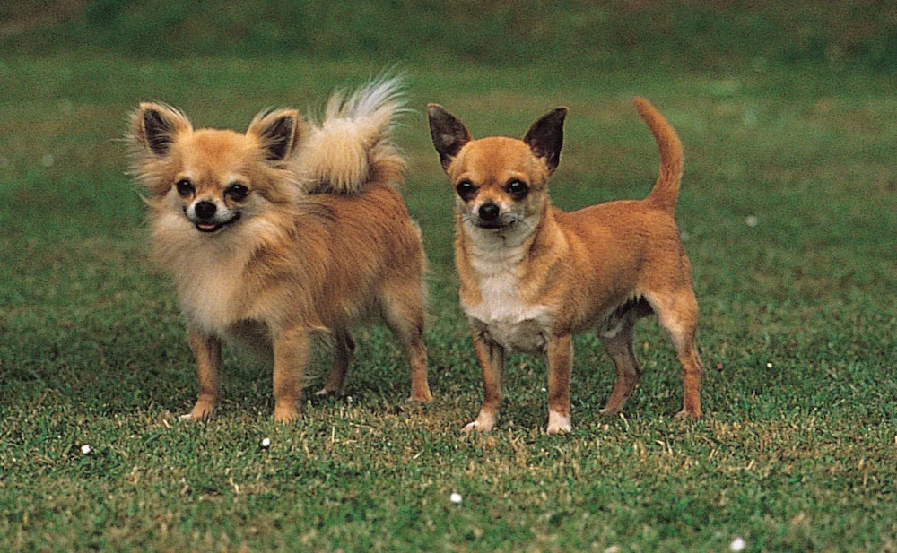 nguồn gốc chó Chihuahua