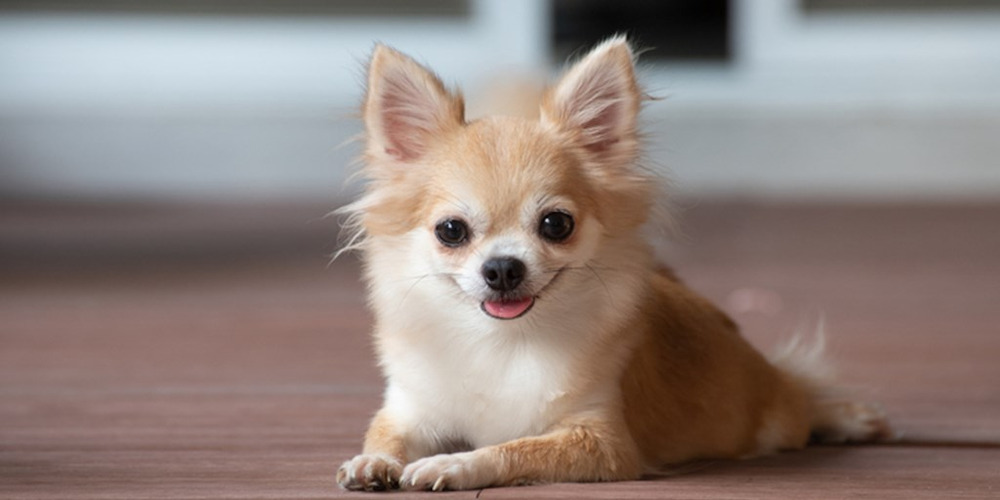 Chó Chihuahua thường gặp nhiều vấn đề về sức khoẻ