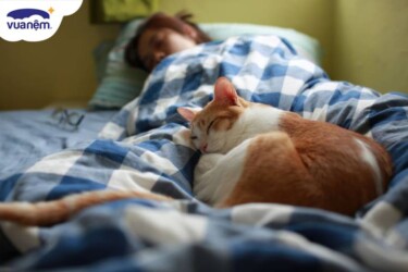 Tại sao mèo ngủ nhiều