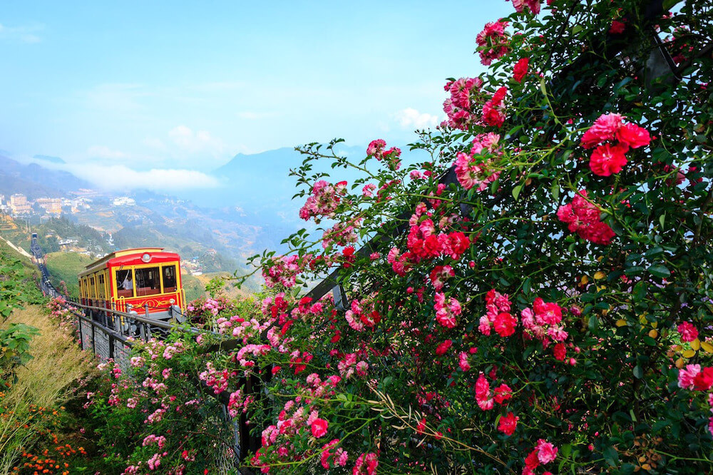 Tàu hỏa du lịch Sapa đi ngang thung lũng hoa hồng