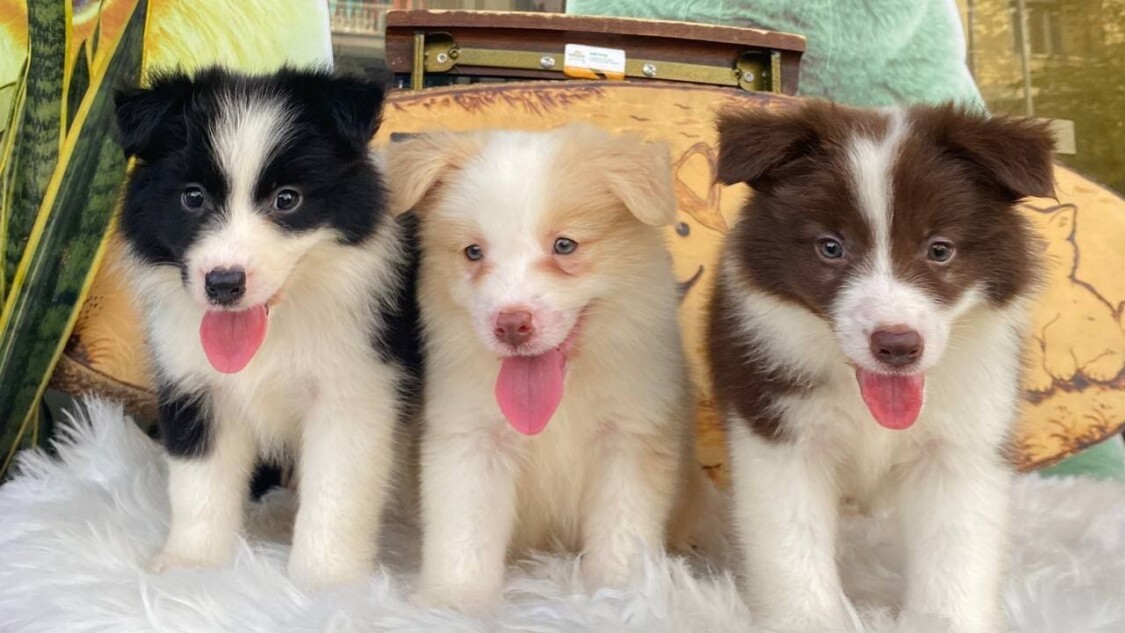 căn bệnh dễ gặp ở chó Border Collie