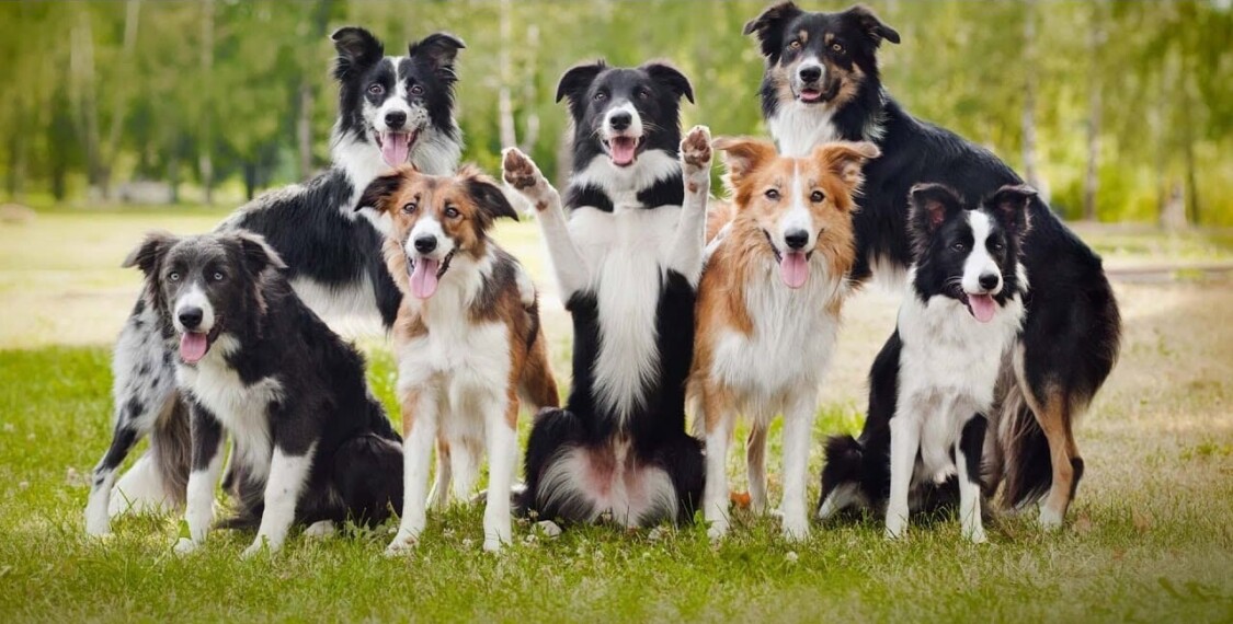 các giống chó Border Collie