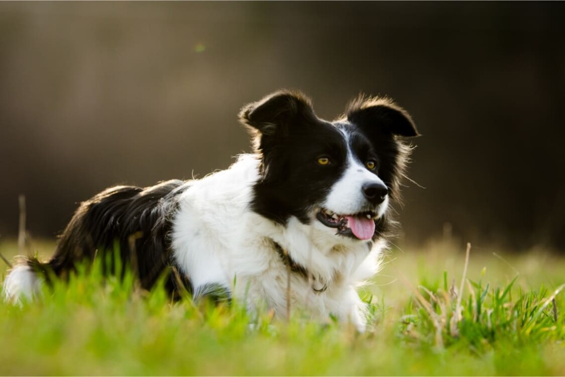 Cách chăm sóc chó Border Collie 