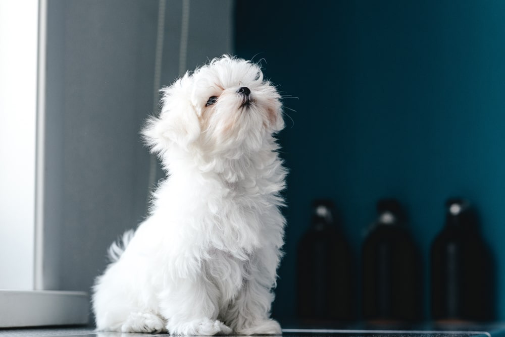 cách nuôi chó maltese