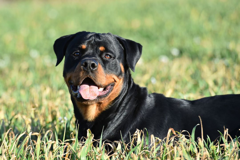 cách nuôi chó rottweiler