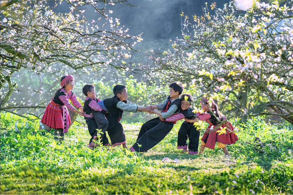 Mùa hoa mận trên cao nguyên đá Đồng Văn 