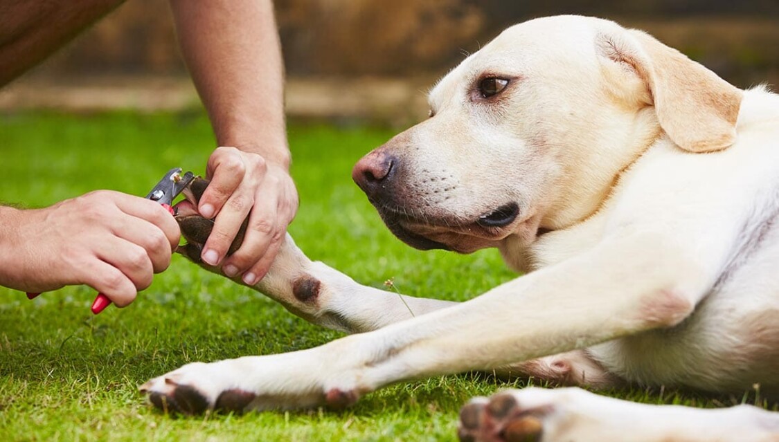 chăm sóc chó Labrador như thế nào