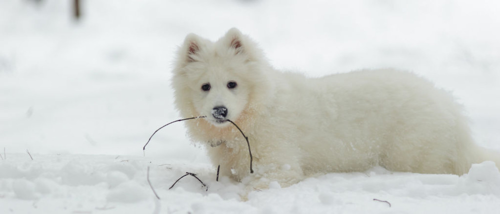 chó eskimo mỹ 