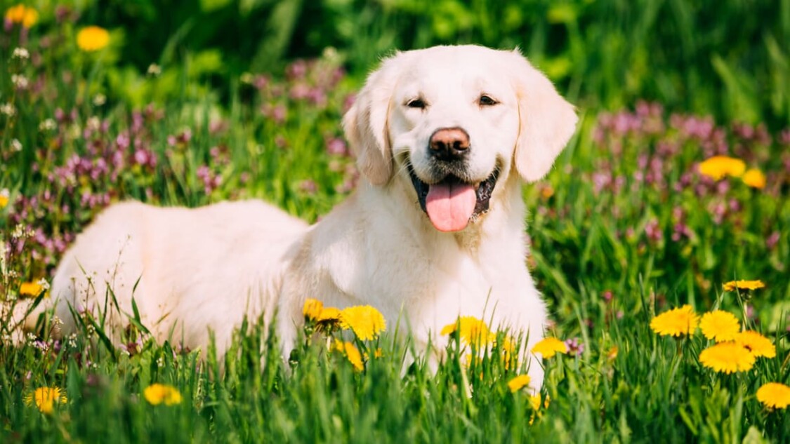 Chó Labrador là giống chó gì