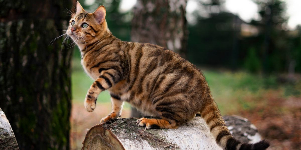 có mấy loại mèo toyger