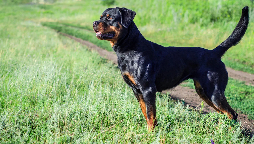 ngoại hình chó rottweiler