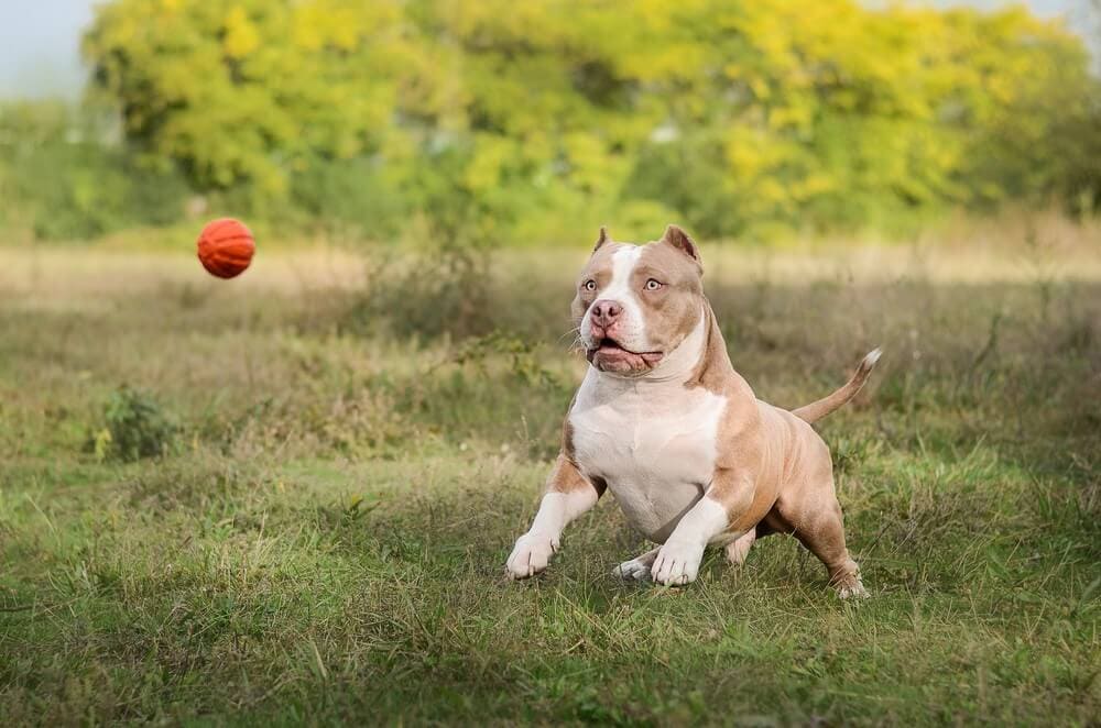 Đặc điểm ngoại hình chó Bully