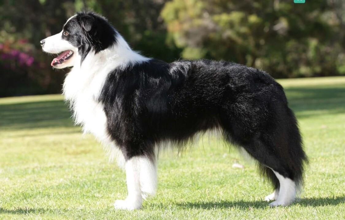 Đặc điểm ngoại hình của chó Border Collie