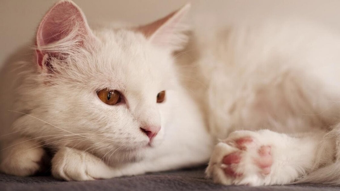 Đặc điểm ngoại hình mèo Turkish Van