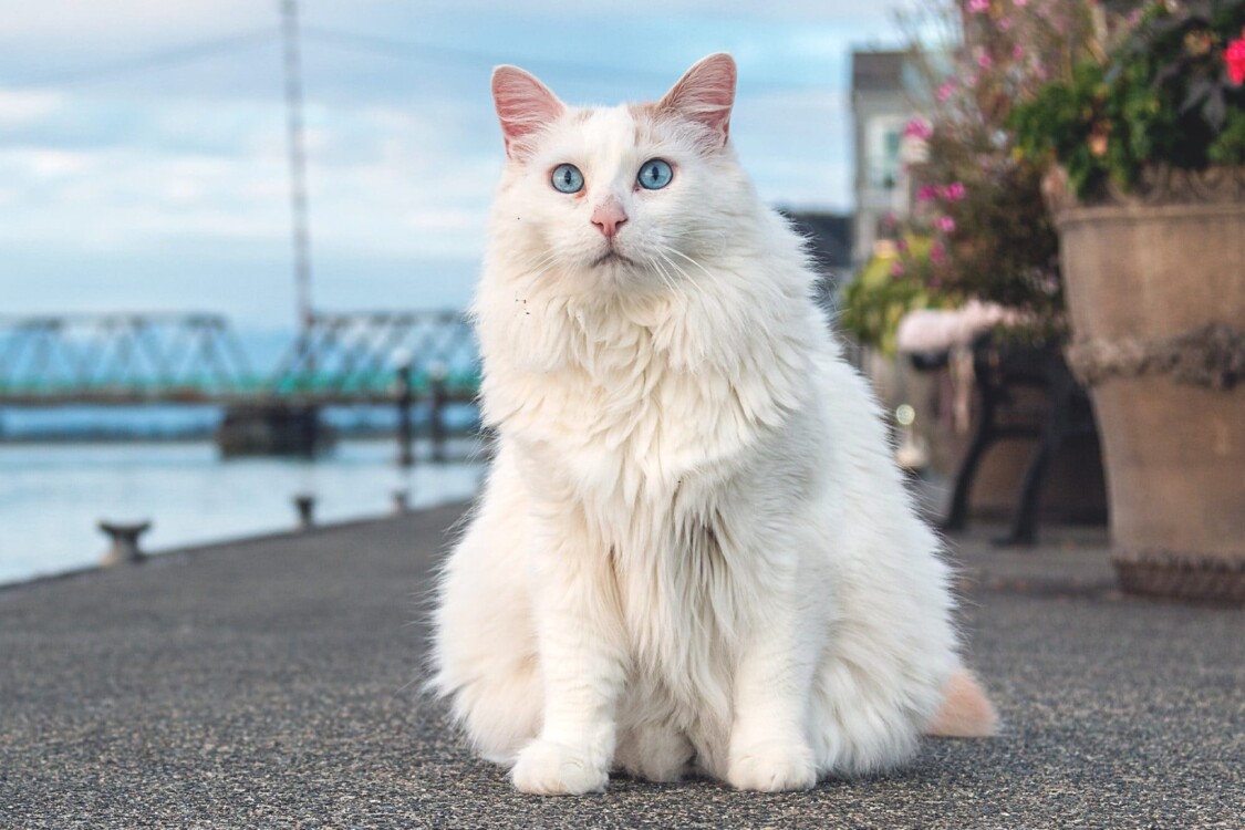 đặc điểm tính cách mèo Turkish Van