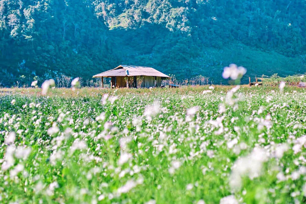 Mộc Châu là  gợi ý hoàn hảo cho những ai muốn tạm thời ‘rời phố về quê’