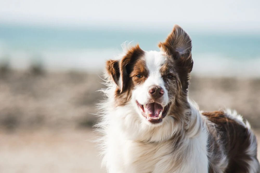 giá bán Border Collie