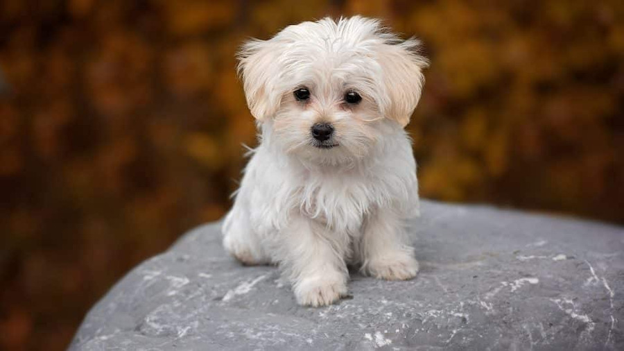 Giá bán chó Maltese là bao nhiêu? 